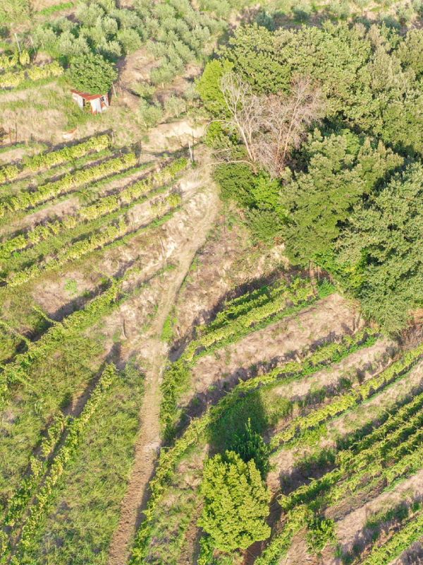 banner-e-foto-verticale-vigneto